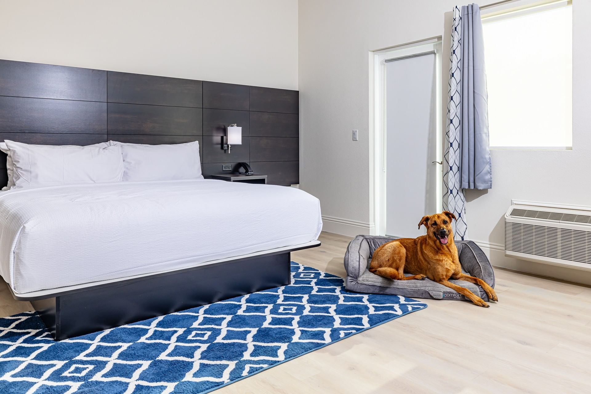 Dog by the bed